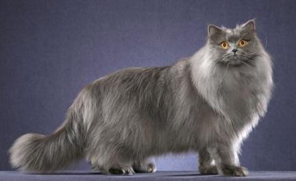 Csodálatos brit hosszúszőrű macskák