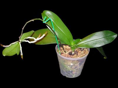 Hogyan telepítsünk orchideát otthon?
