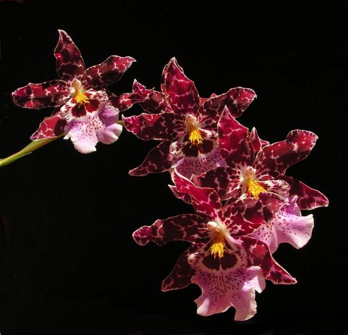 Cumbria - orchidea azok számára, akik betegek a phalaenopsisban