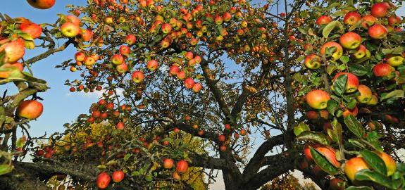 Szüksége van a nyáron az almafajták metszésére?