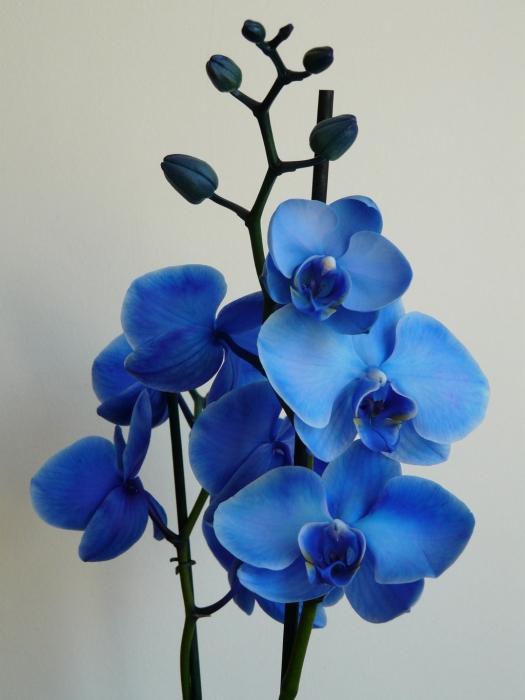 Orchid kék - tengerentúli szépség