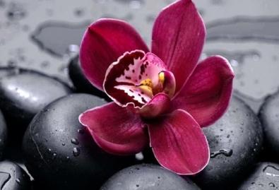 Egy igényes orchidea: hogyan kell virágot felvenni