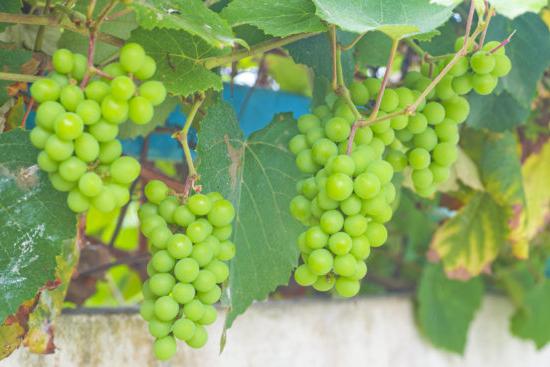 A szőlő összetétele, hasznos tulajdonságai és kalóriatartalma
