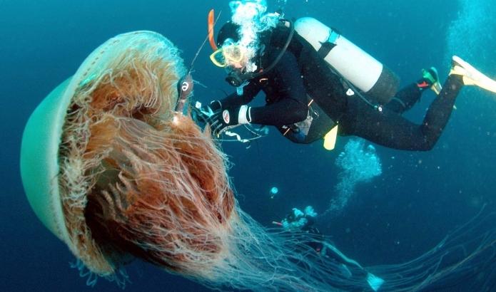 A sarki cianid a világ legnagyobb medúza