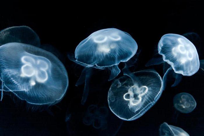 medúza 