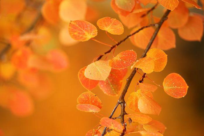 Aspen levelek ősszel