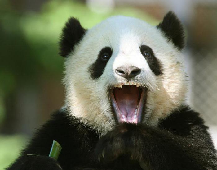 Hány foga van egy nagy és kis pandának?