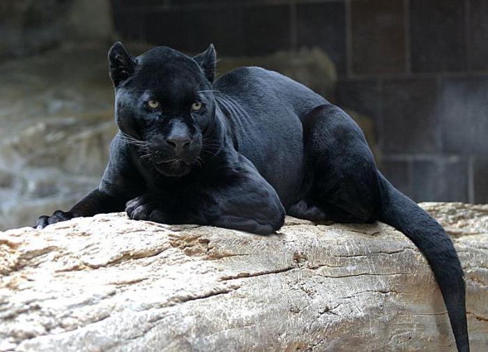 Fekete Jaguar: fotó