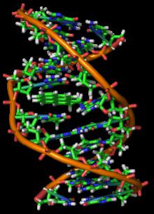 A DNS funkciói és szerkezete