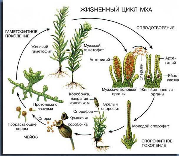 az angiosperms életciklusa