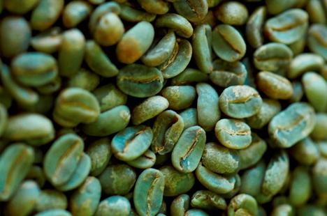 Pozitív és negatív visszajelzések: zöld fogyasztható kávé - egy csodaszer vagy rendszeres 