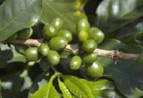 Minden a zöld kávé tabletta: véleménye, előírások és az ajánlott dózis
