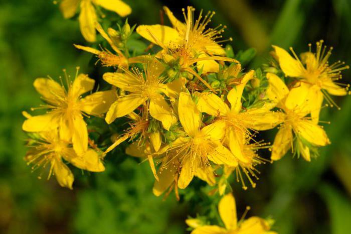 St. John's Wort virágai: gyógyhatású tulajdonságok és ellenjavallatok, elkészítés ideje, receptek