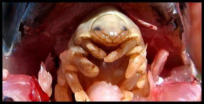 parazitaevő nyelv helminthiasis kezelése vermoxmal